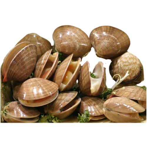 Conchas