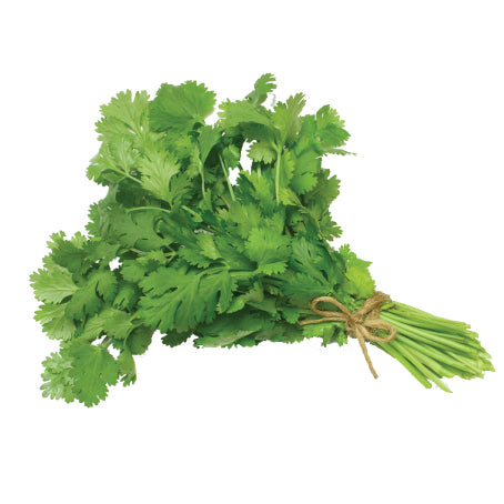 Coriandre