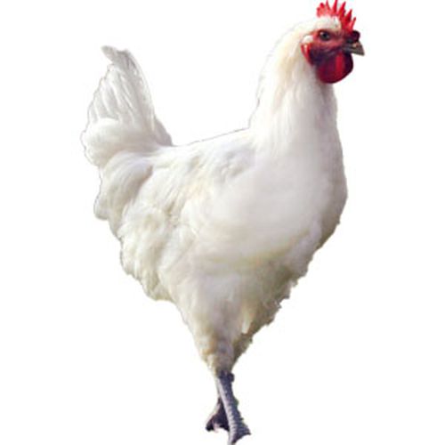 Poulet