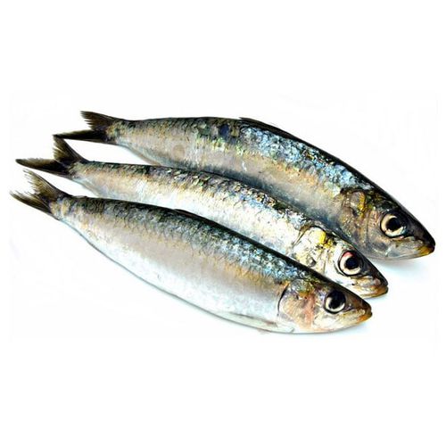 Sardine