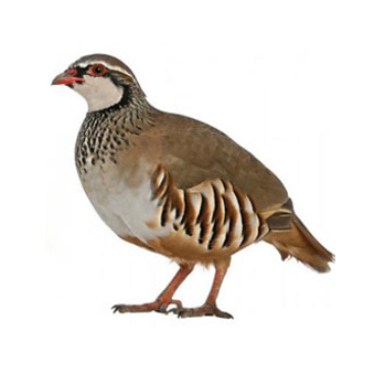 perdrix par unité 1.5 kg