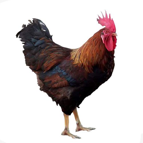 Poulet beldi