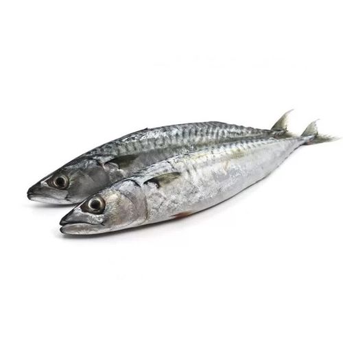 Chinchard