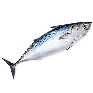 Bonito