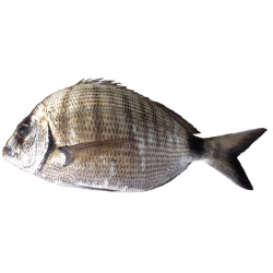 Chargho