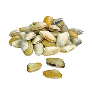 Coquina