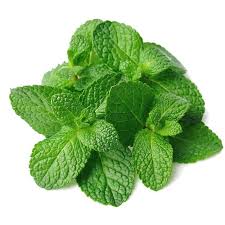 Menthe hor