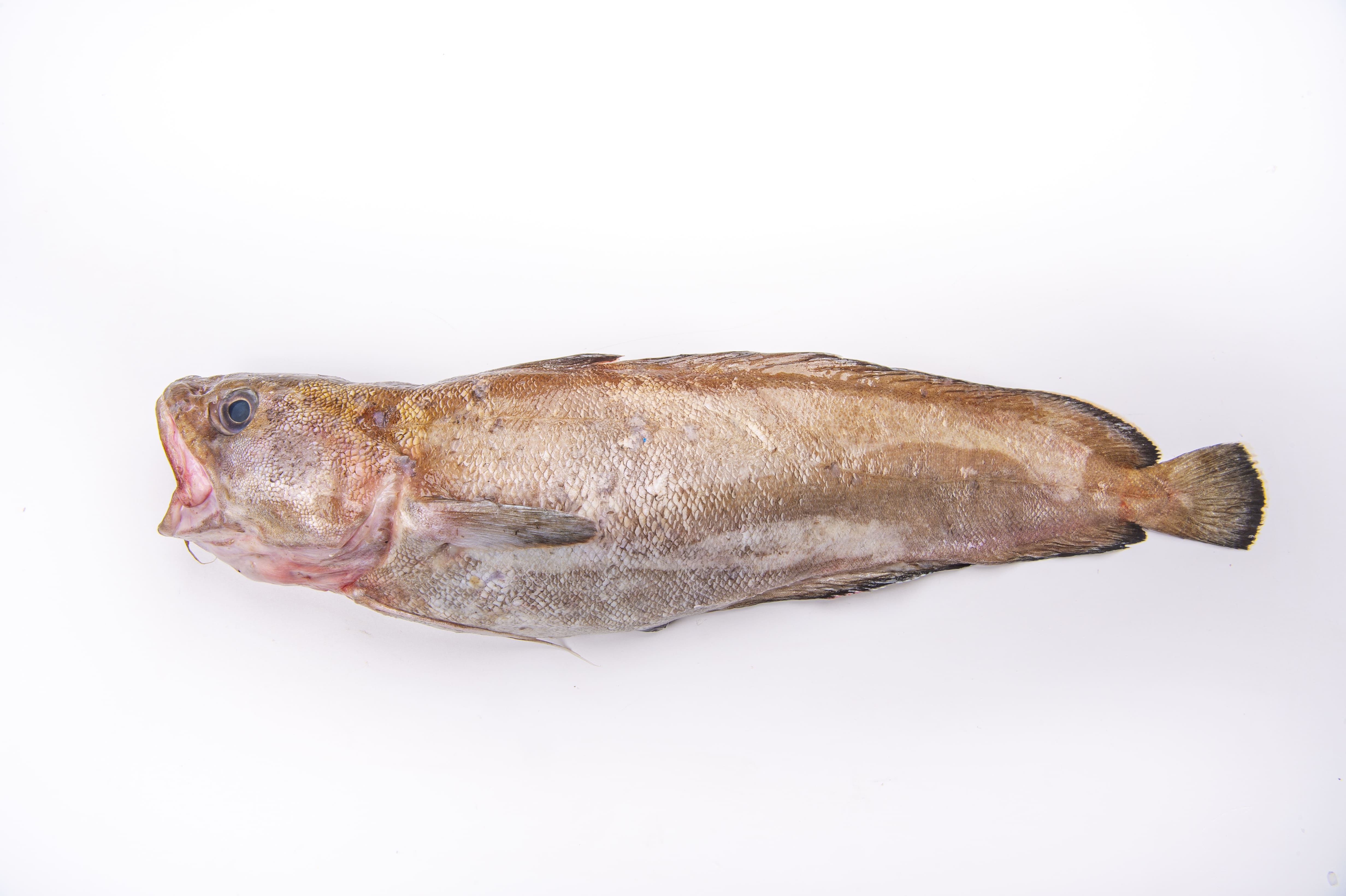 Poisson brotola