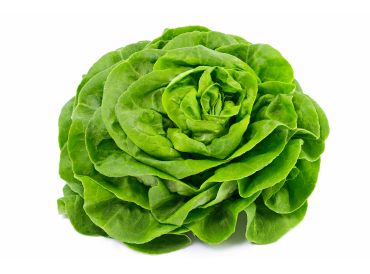 Salade romain ronde