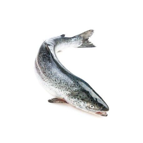 Salmon